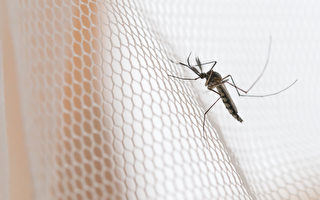 麻州今年首現兩種毒蚊子
