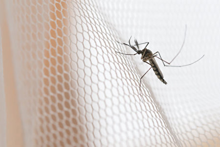 麻州今年首现两种毒蚊子