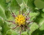 研究人員發現，幸福薊（blessed thistle）是一種可以促進消化的草藥，其中的一種成分可能具有修復受損神經的潛力。（Shutterstock）