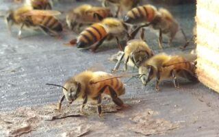 英国民宅天花板上藏18万只蜜蜂 7年没人知